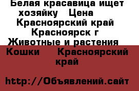 Белая красавица ищет хозяйку › Цена ­ 1 - Красноярский край, Красноярск г. Животные и растения » Кошки   . Красноярский край